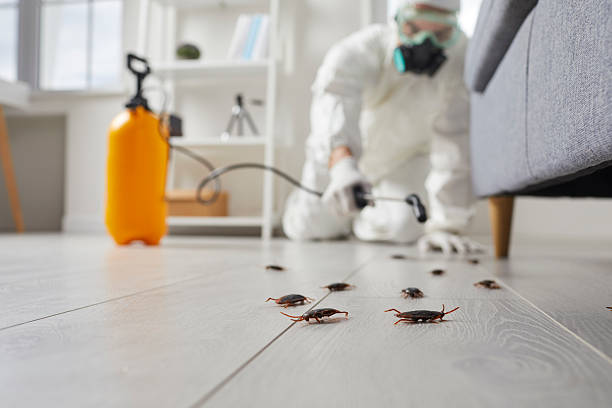 Commercial Rodent Management in Reedurban